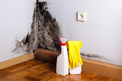 Why It’s Important to Conduct Mold Remediation as Soon as You Can